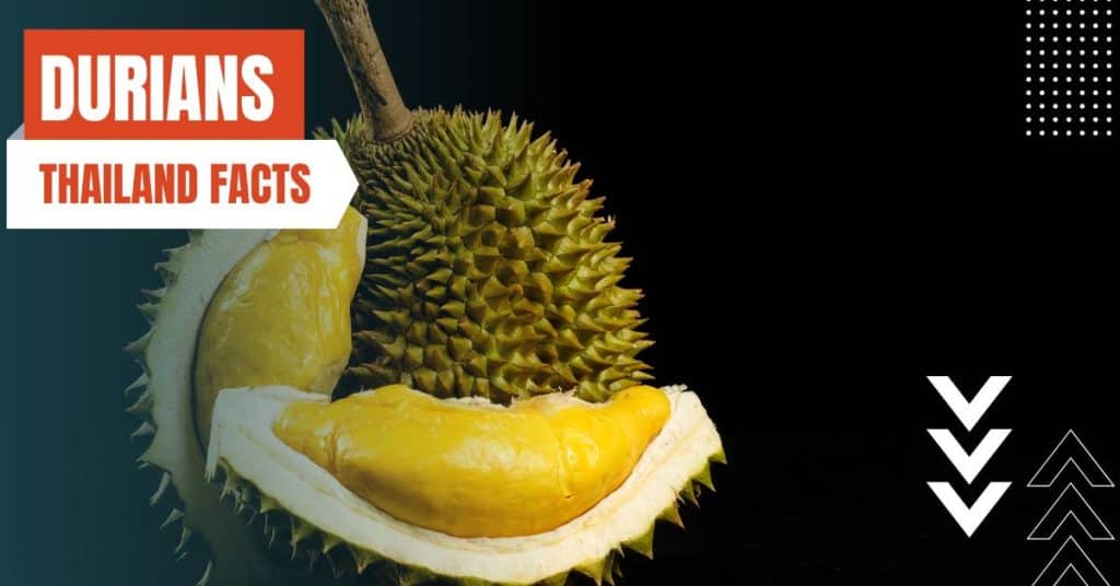 facts about thailand durians