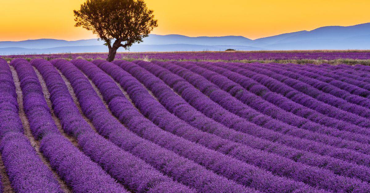 best places to visit in may provence france