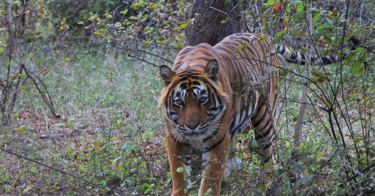 best places to visit in may ranthambore national park india